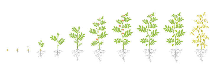 Crop stages of Chickpea. Growing animation chick pea plant. Known as gram or Bengal gram, garbanzo or garbanzo bean, and Egyptian pea. Vector flat Illustration.