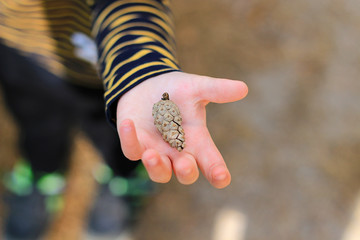 boy holds a Pine cone