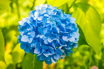 Blue Hydrangea on natural green background.