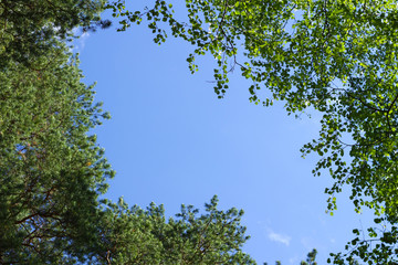 sky framed tree leaves