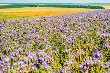 Obraz premium Beautiful violet field of lavender.