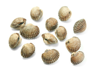 cockle isolated on white background