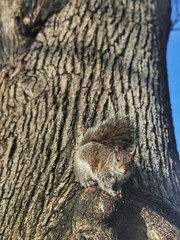 Squirrel in Boston