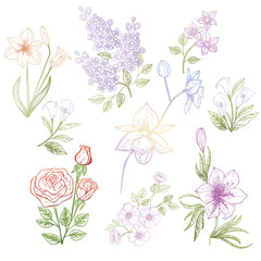 Set of flowers isolated on white background. Vector illustration, EPS 10.