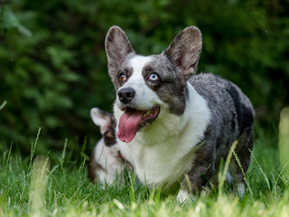 Beautiful grey corgi dog with different colored eyes