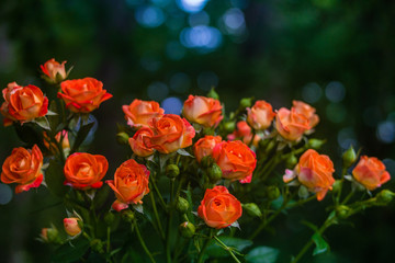 Orange roses on fresh green leaf background.