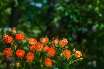 Orange roses on fresh green leaf background.