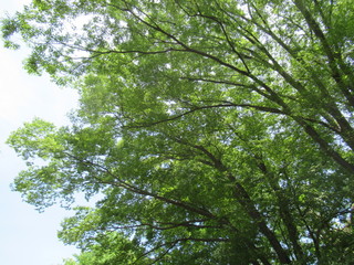 The sunlight and leaves