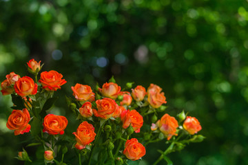 Orange roses on fresh green leaf background.