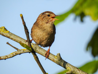 A Wren SInging in a Tree