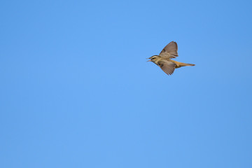 Seggenrohrsänger (Acrocephalus paludicola) Männchen