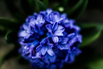 flowers hyacinths are beautiful color photos in macro