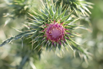 Detailansicht der Naturheilpflanze Mariendistel