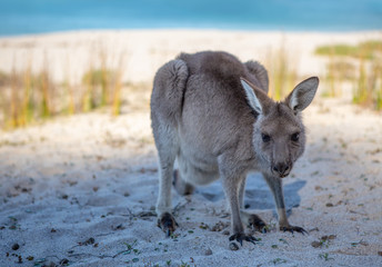 Juvenile kangaroo on the beach in afternoon light