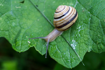 White-lipped snail  Cepaea hortensis  is very slightly smaller than the grove snail