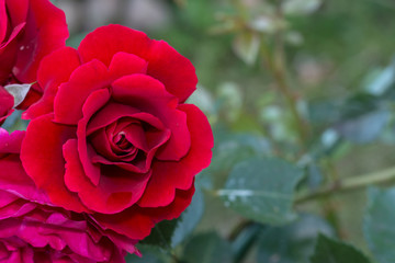 Beautiful red roses flower in garden Rose flower background Roses flower texture Roses flower bouquet Red rose
