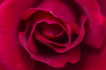 Beautiful red roses flower in garden Rose flower background Roses flower texture Roses flower bouquet Red rose