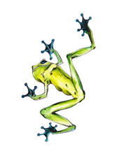 Fototapeta na wymiar watercolor tree frog