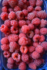  red raspberry berry in the garden market