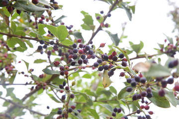 THESE IMAGES ARE BELONGS TO MOUNTAIN WILD RASONT