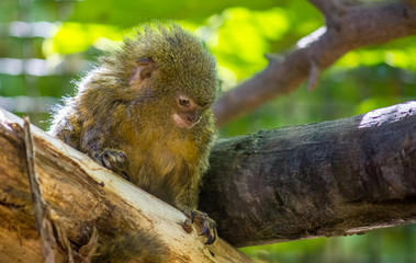 A pygmy marmoset, Cebuella pygmaea, on a tree branch