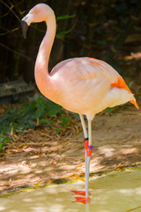 A pink flamingo in a pond