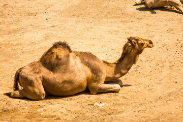 A dromedary camel sitting on the ground