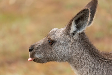 Naklejka na ściany i meble Kangaroo poke out tongue
