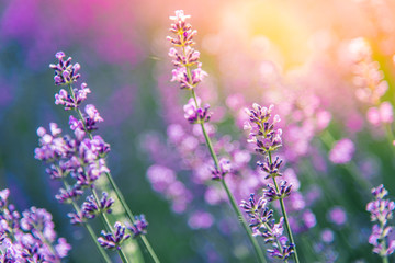 lavender flowers detail and blurred background with beautiful sunset color effect