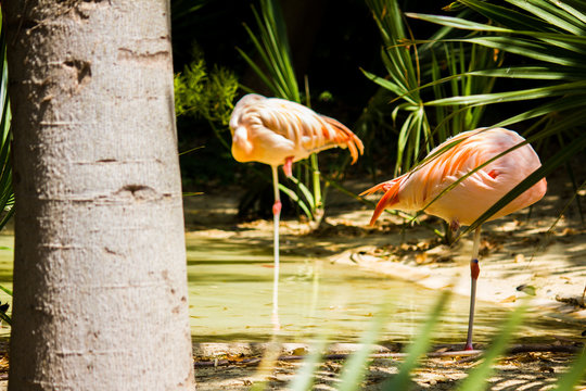 A two pink flamingos in a pond