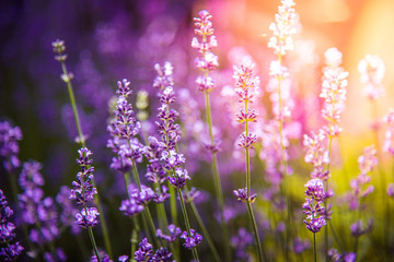 Obraz premium lavender flowers detail and blurred background with beautiful sunset color effect