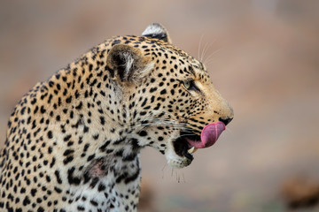 leopard female portrait in Sabi Sands Game Reserve in the Greater Kruger Region in South Africa