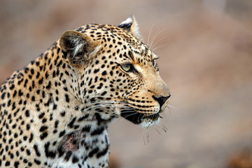 leopard female portrait in Sabi Sands Game Reserve in the Greater Kruger Region in South Africa