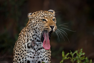 leopard female yawning in Sabi Sands Game Reserve in the Greater Kruger Region in South Africa