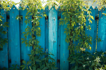 Fresh spring green grass on a blue wooden fence. background of a blue tree. living texture