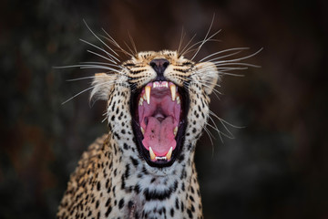 leopard female yawning in Sabi Sands Game Reserve in the Greater Kruger Region in South Africa