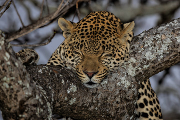 leopard male sleeping in Sabi Sands Game Reserve in the Greater Kruger Region in South Africa
