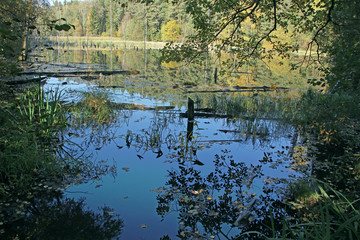 Waldsee im Herbst