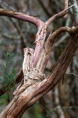 Branche d'arbre