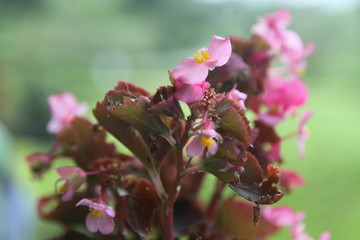 THESE IMAGES OF PINK FLOWER
