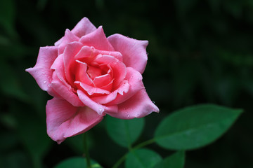 pink rose in the garden