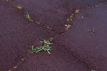 Grass growing in the broken ground