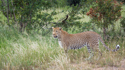 Leopard in Kruger National park, South Africa
