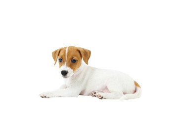 The cuttest two months old Jack Russel terrier puppy named Maisie. Small adorable doggy with funny fur stains. Close up, copy space, isolated background.