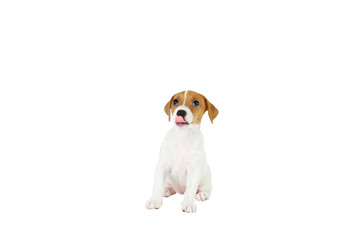 The cuttest two months old Jack Russel terrier puppy named Maisie. Small adorable doggy with funny fur stains. Close up, copy space, isolated background.