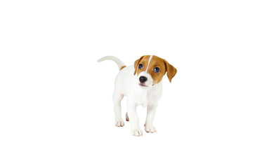 The cuttest two months old Jack Russel terrier puppy named Maisie. Small adorable doggy with funny...