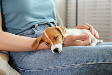The cuttest two months old Jack Russel terrier puppy named Maisie sleeping on woman's lap. Small adorable doggy with funny fur stains lying with owner. Close up, copy space, isolated background.