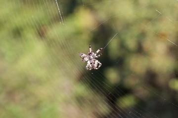 Closeup small hairy spider spinning a web from below to catch insects. Blurred background of green plants shrubs and trees in a forest