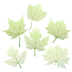 Naklejka na ściany i meble Set leaves maple on white. Vector illustration. EPS 10.