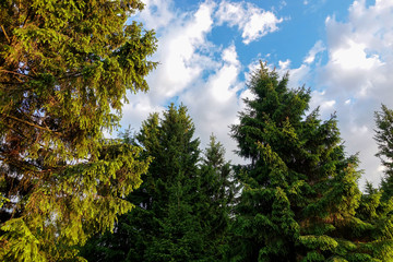 Tall spruce against the blue sky. Russia. Moscow region